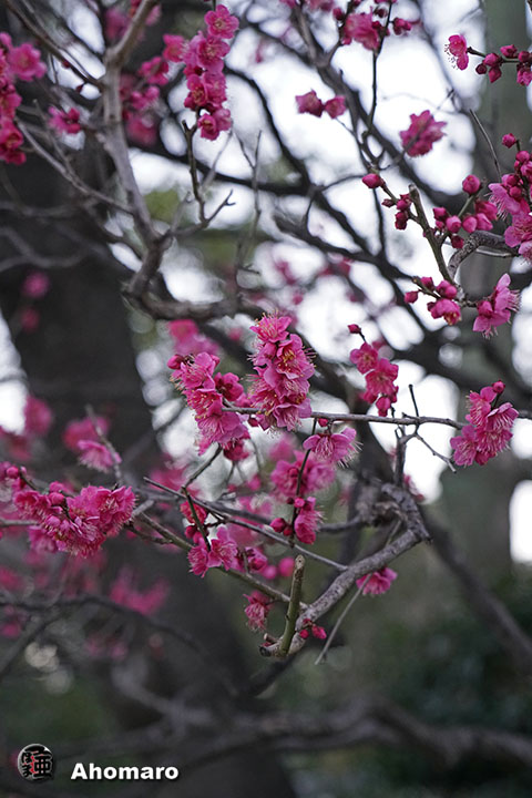 写真00