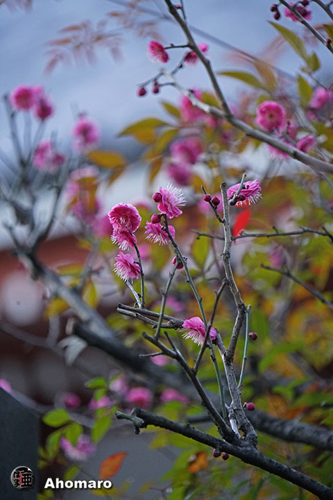 写真00