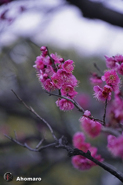 写真00