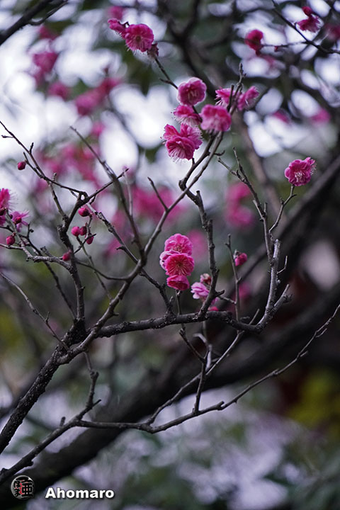 写真00
