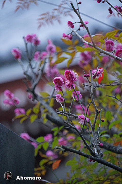 写真00