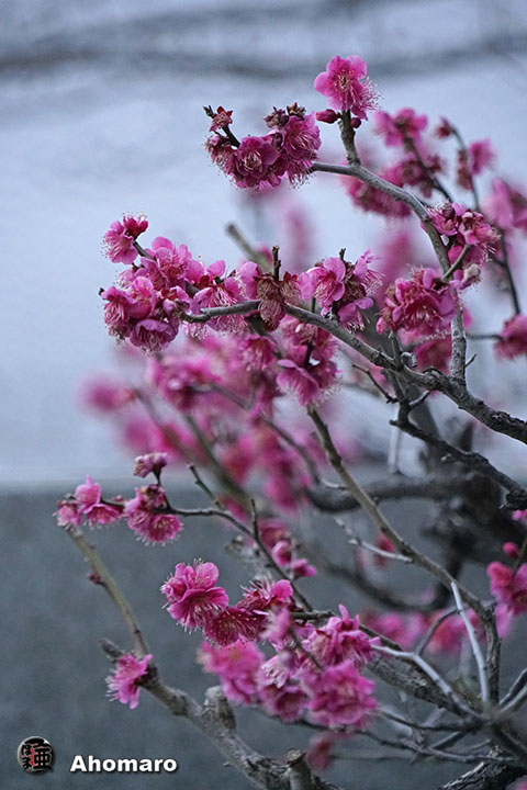 写真00