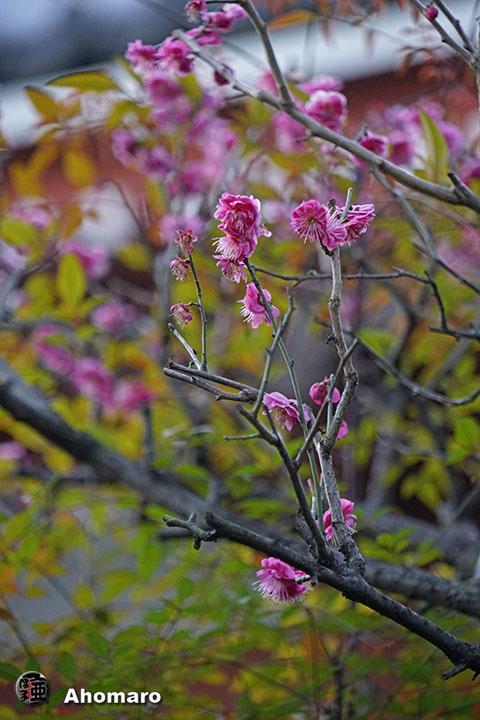写真00