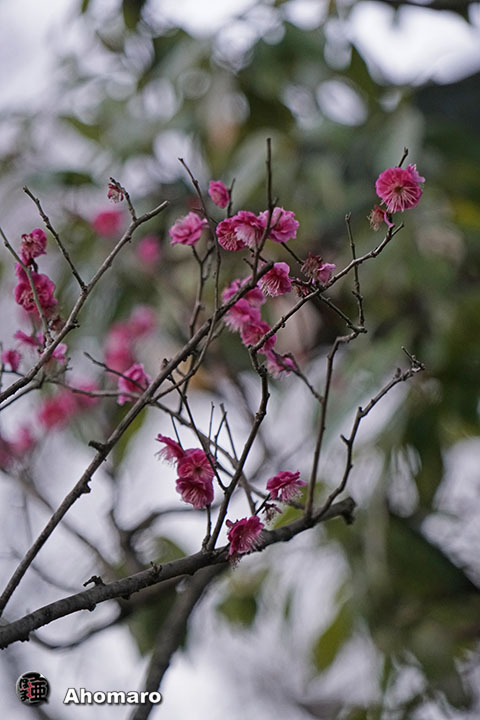 写真00