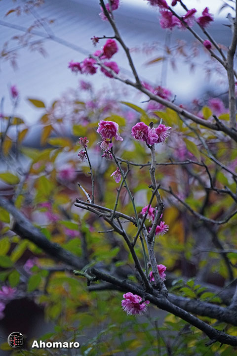 写真00