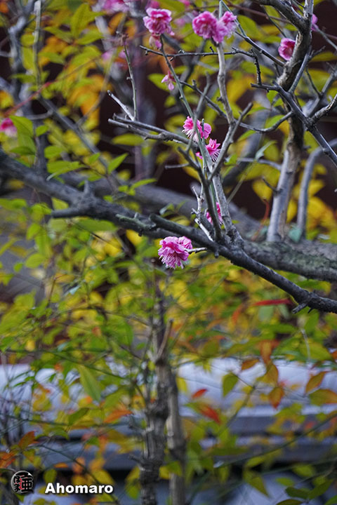 写真00