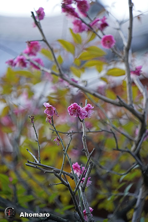 写真00