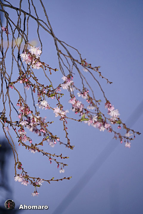 写真00