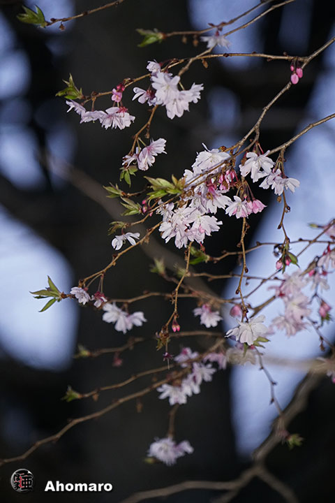 写真00