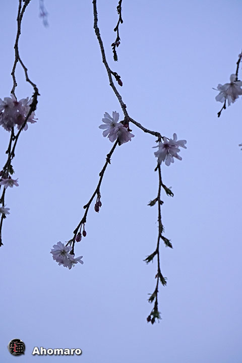 写真00