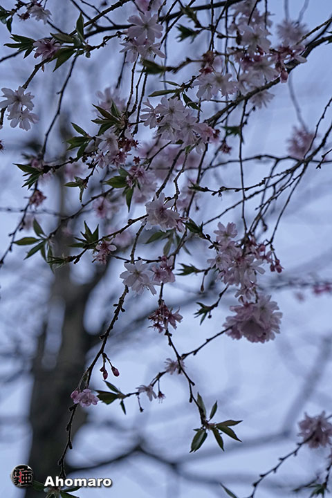 写真00