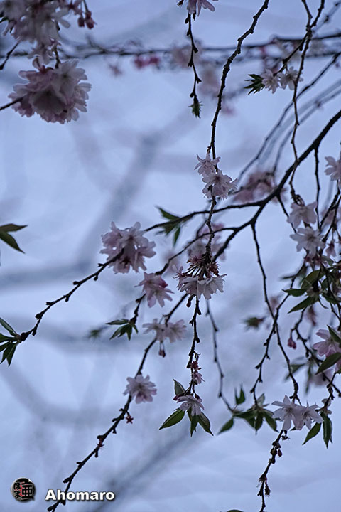 写真00