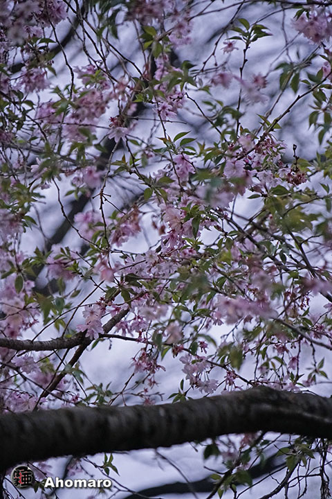 写真00