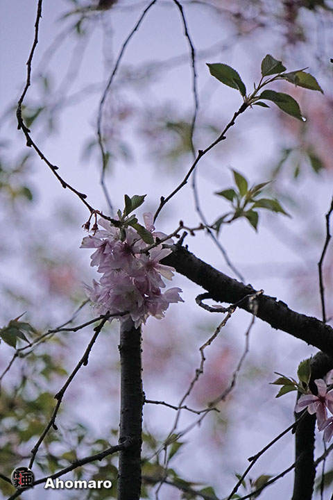 写真00