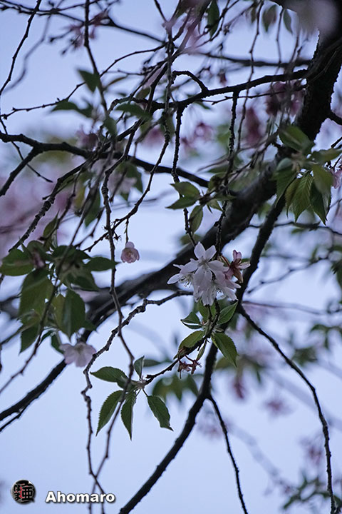 写真00