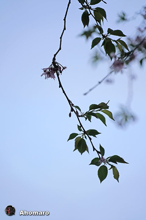 写真00