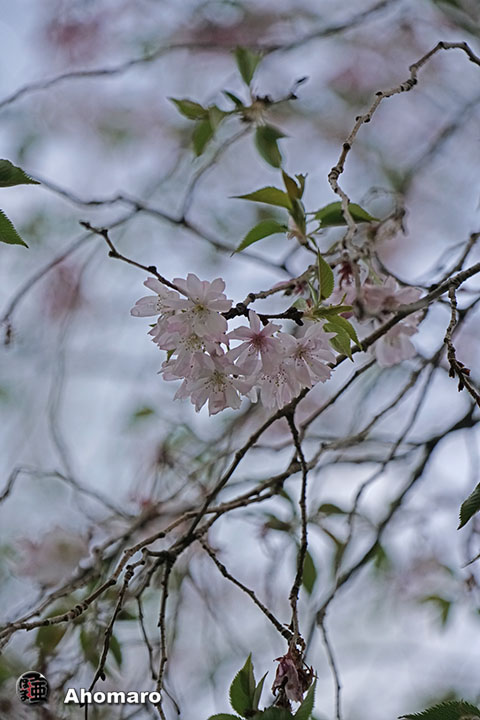 写真00