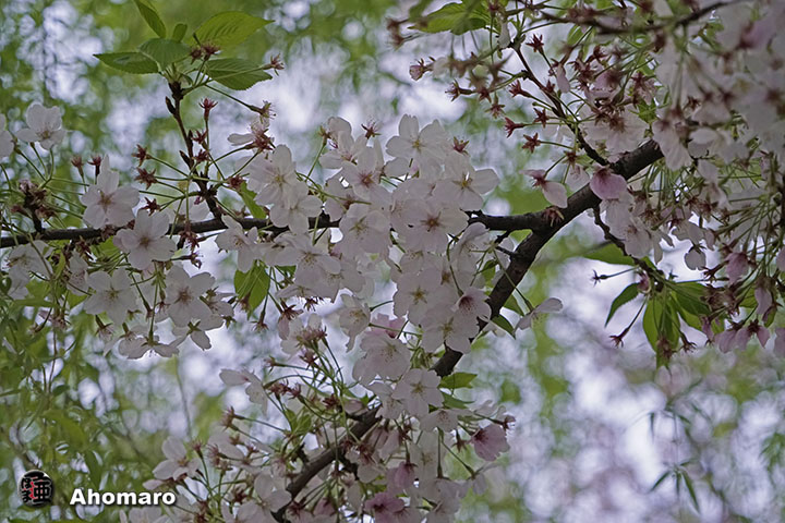 写真00