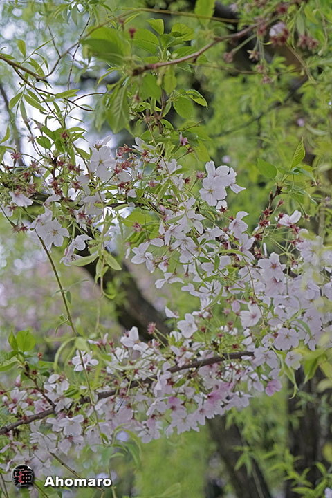 写真00