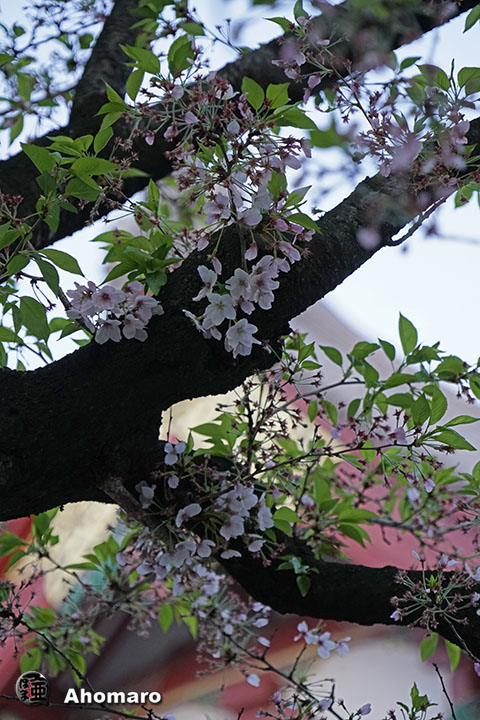 写真00