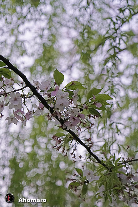 写真00