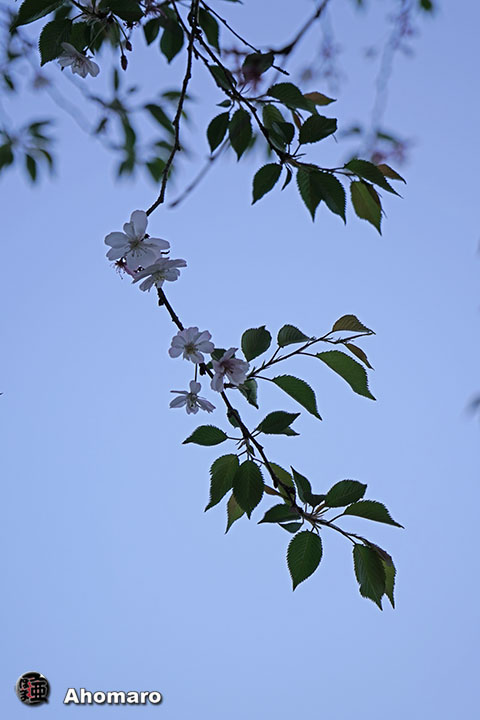 写真00