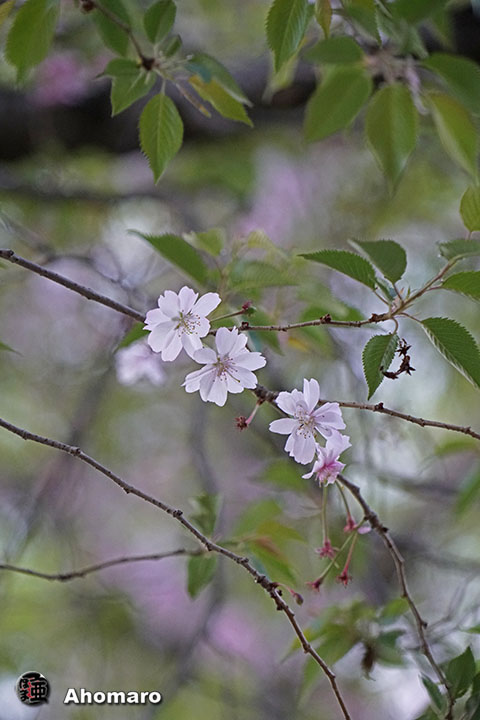 写真00