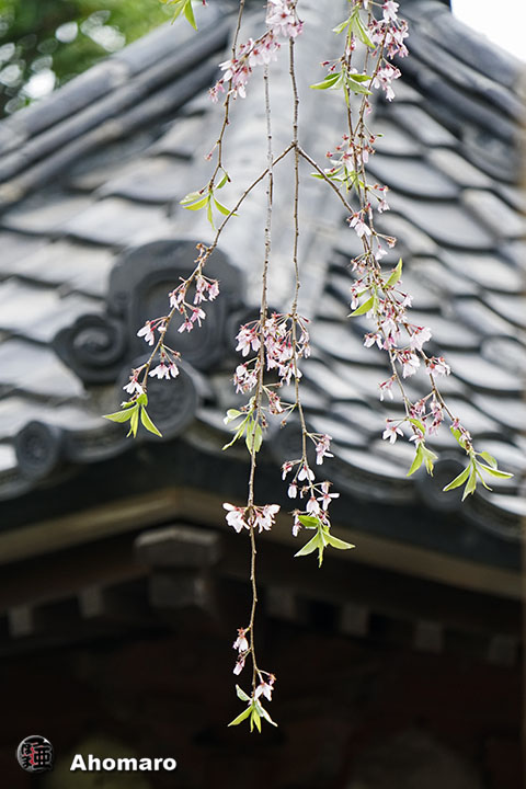 写真00