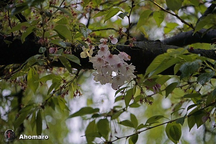 写真00