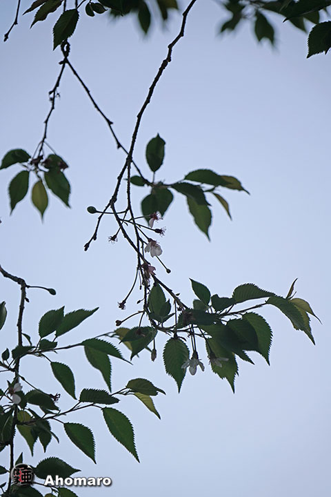 写真00