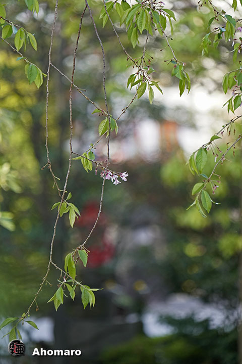 写真00