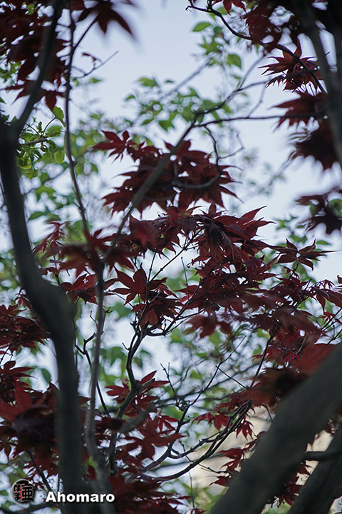 写真00