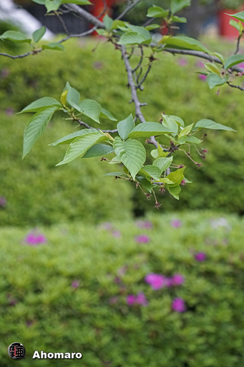 写真00