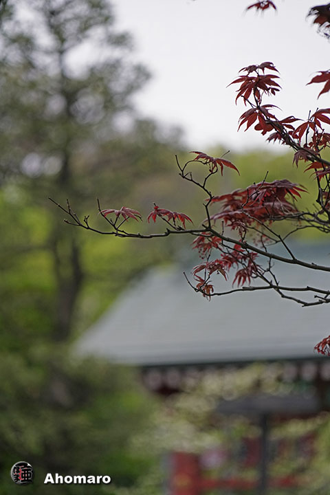 写真00