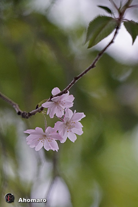 写真00