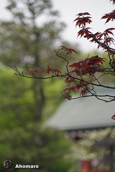 写真00