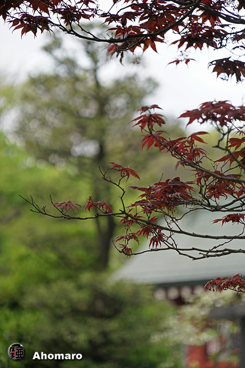 写真00