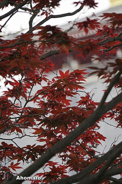 写真00