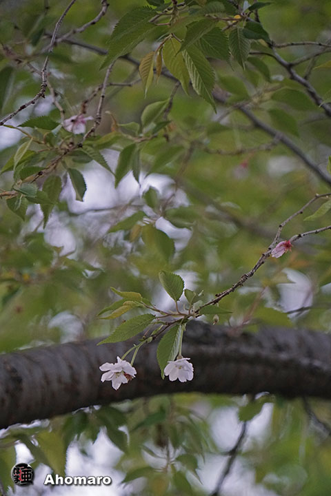 写真00