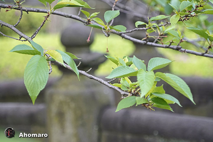 写真00