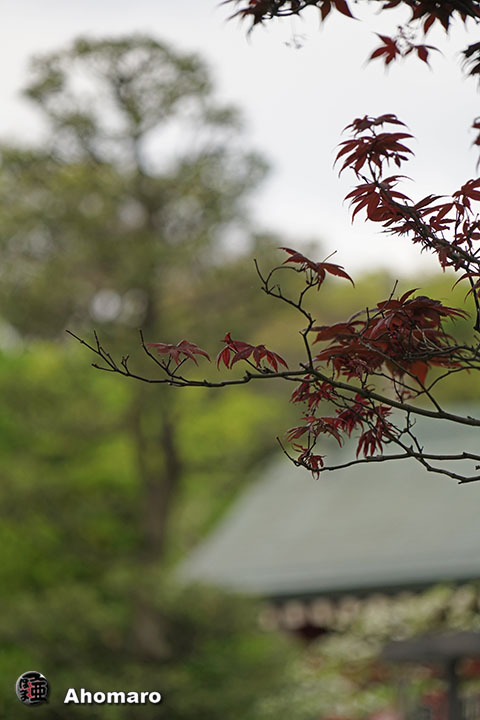 写真00