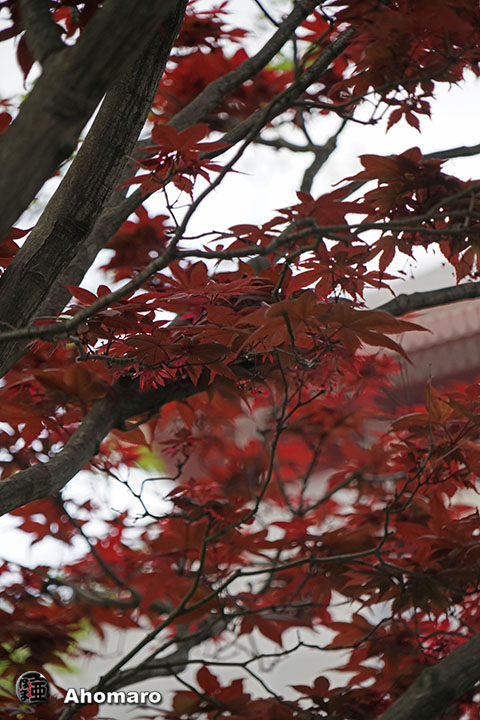 写真00