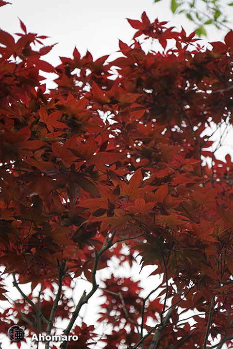 写真00