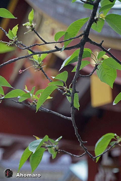 写真00