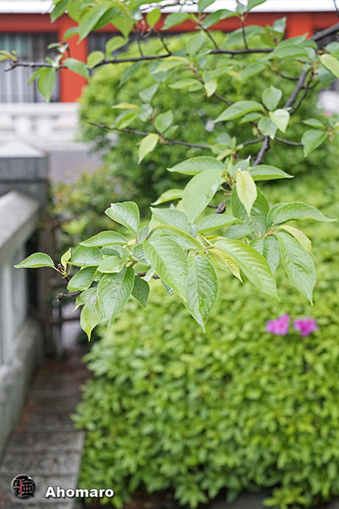 写真00