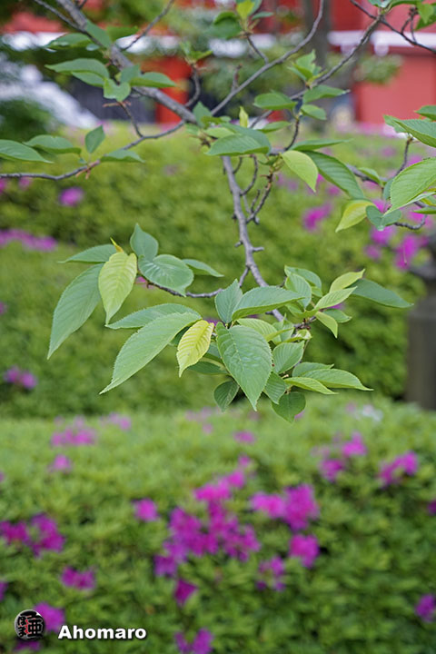 写真00