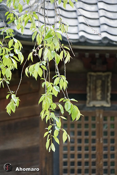 写真00