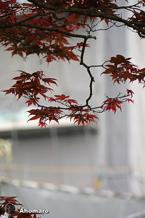 写真00
