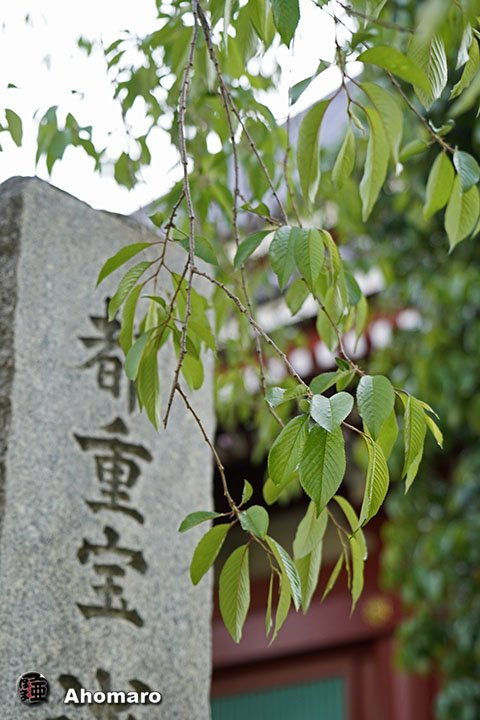 写真00