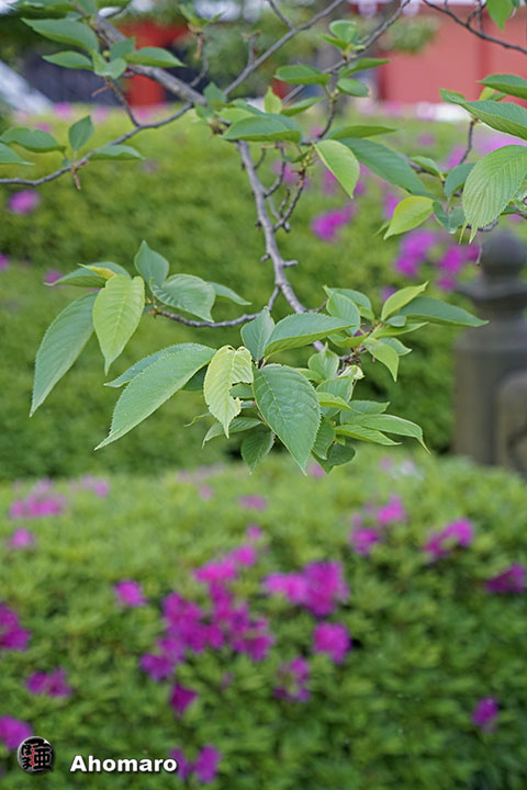 写真00